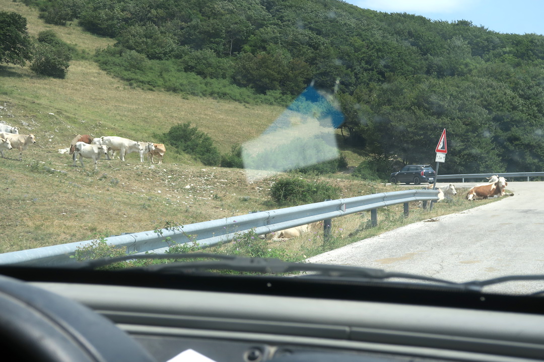 道端で牛・馬くつろぐクッコ山_f0234936_753777.jpg
