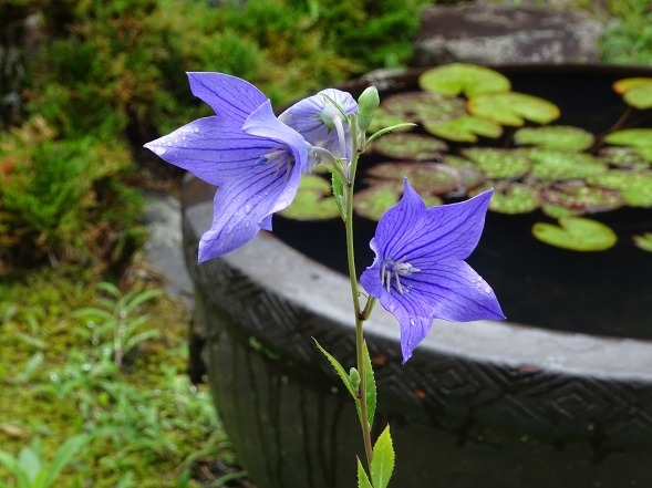 亀岡ききょうの里・谷性寺_b0299042_14362330.jpg