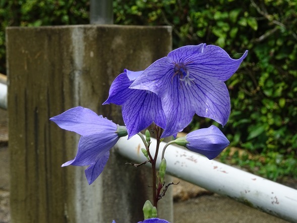 亀岡ききょうの里・谷性寺_b0299042_14365599.jpg