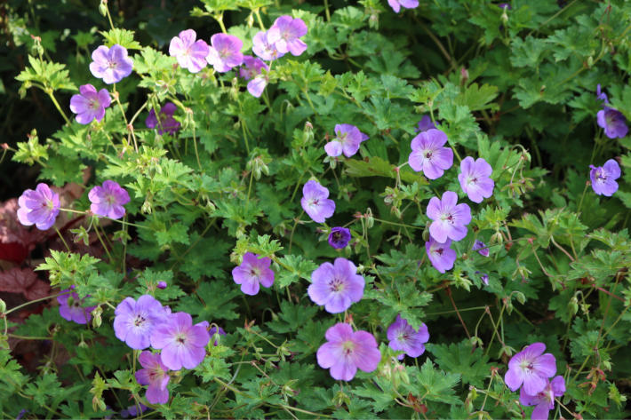 ゲラニウム大好き My Small Garden Sugar Plum ゲラニウム大好き My Small Garden Sugar Plum