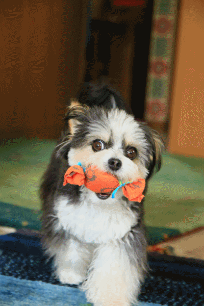 c0145250_09250065.gif