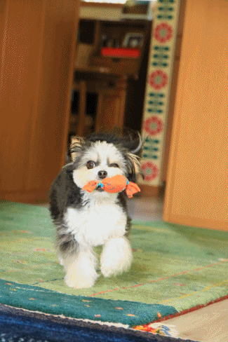 c0145250_09250649.gif