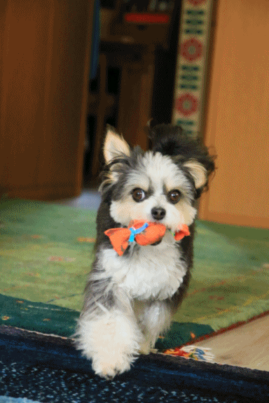 c0145250_09251533.gif