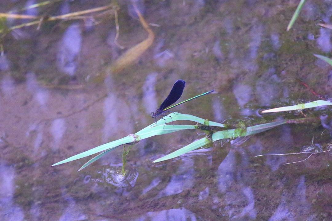 e0403850_17383832.jpg