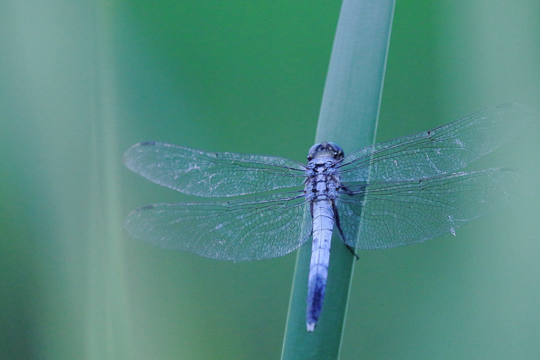 e0403850_20152197.jpg