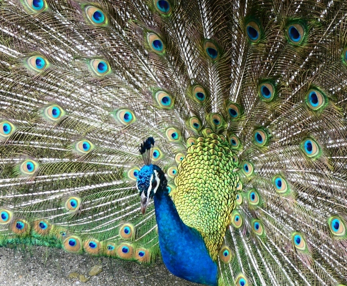 　　お城の動物園にて　　２０１９-０８-０３　００：００ 　　 　　_b0093754_23140083.jpg
