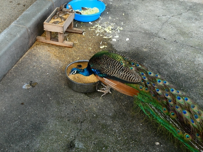 　　お城の動物園にて　　２０１９-０８-０３　００：００ 　　 　　_b0093754_23152585.jpg