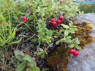e0004756_21262656.jpg