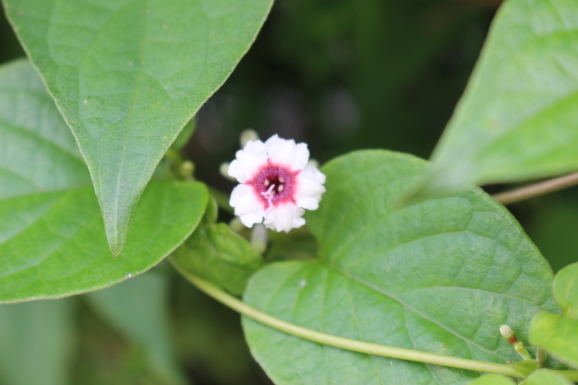 屁糞葛 ヘクソカズラ ひげ爺の花便り