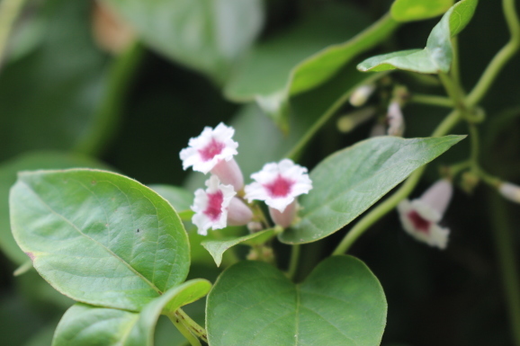 屁糞葛 ヘクソカズラ ひげ爺の花便り 屁糞葛 ヘクソカズラ ひげ爺の花便り
