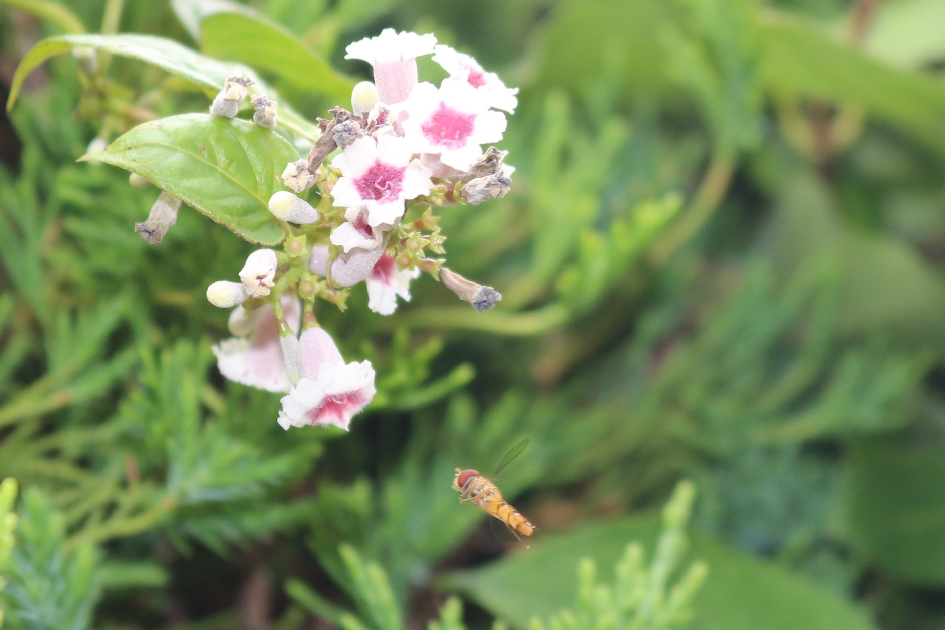 屁糞葛 ヘクソカズラ ひげ爺の花便り 屁糞葛 ヘクソカズラ ひげ爺の花便り