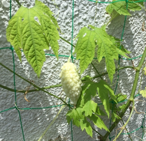 a0053063_18020527.jpeg