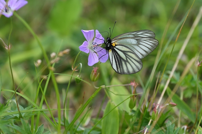 高山の蝶たち-1(ミヤマシロチョウ:2019/7/26)_f0031682_13424422.jpg