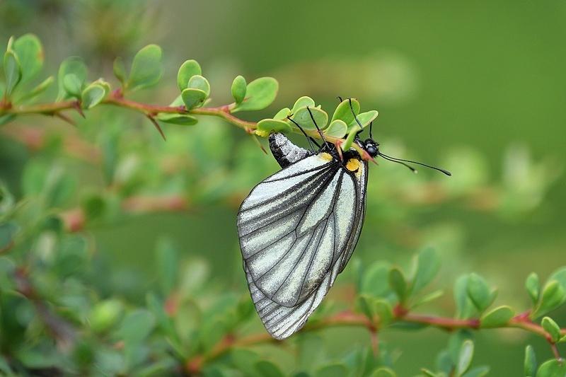 高山の蝶たち-1(ミヤマシロチョウ:2019/7/26)_f0031682_13430227.jpg