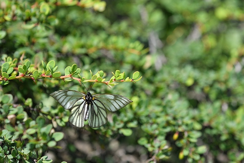 高山の蝶たち-1(ミヤマシロチョウ:2019/7/26)_f0031682_13430259.jpg
