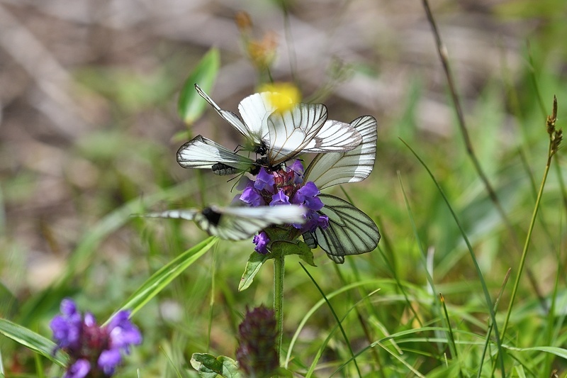 高山の蝶たち-1(ミヤマシロチョウ:2019/7/26)_f0031682_13430995.jpg