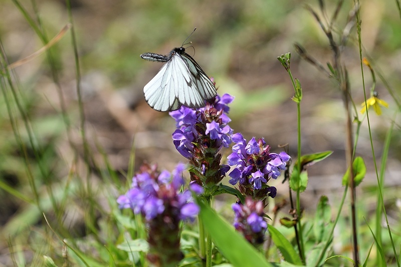 高山の蝶たち-1(ミヤマシロチョウ:2019/7/26)_f0031682_13431042.jpg