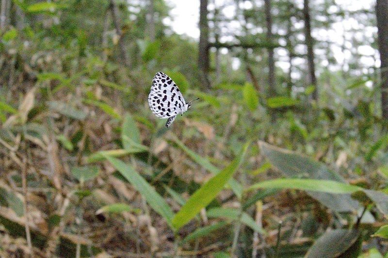 高山の蝶たち-1(ミヤマシロチョウ:2019/7/26)_f0031682_13431634.jpg