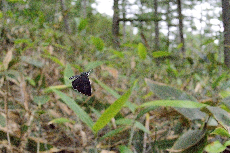 高山の蝶たち-1(ミヤマシロチョウ:2019/7/26)_f0031682_13431698.jpg