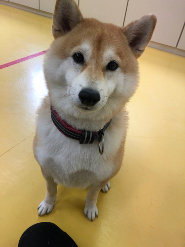 柴犬のススメ!(可愛い編)_f0357682_14103236.jpg