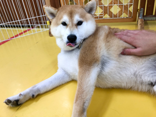 柴犬のススメ!(可愛い編)_f0357682_14563365.jpg