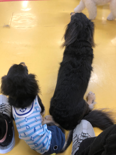柴犬のススメ!(可愛い編)_f0357682_18054216.jpg