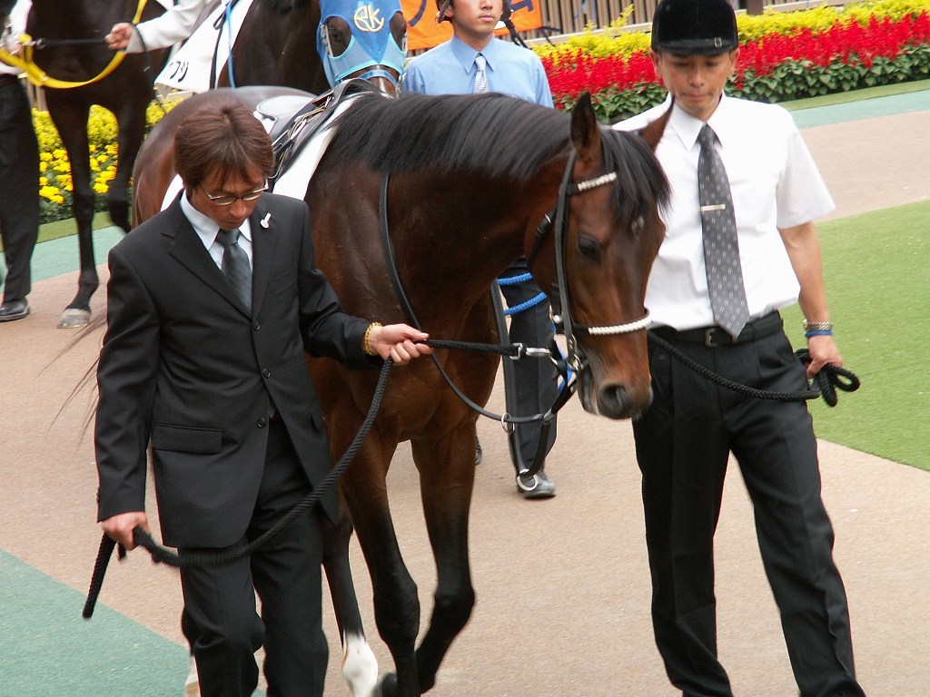 世界に衝撃を与えた日本競馬史上最強の名馬 ディープインパクト逝く 愛しのサラブレッド写真館