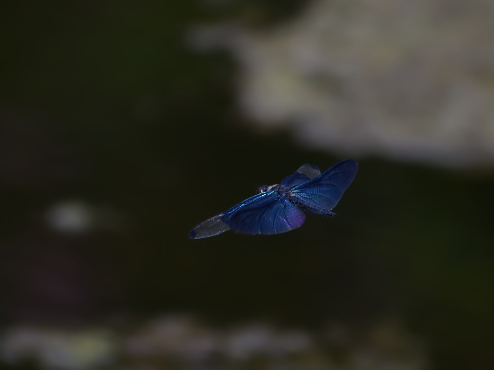 a0143491_21324185.jpg