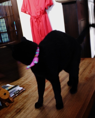 ただいまバーゲン中~警笛鳴る☆_e0167795_14224756.jpg