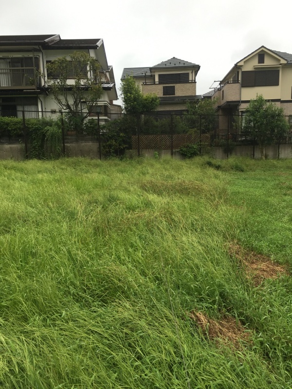 草むら_b0275998_15125923.jpeg