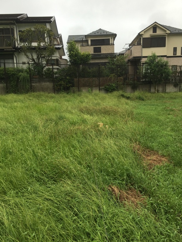 草むら_b0275998_15132597.jpeg