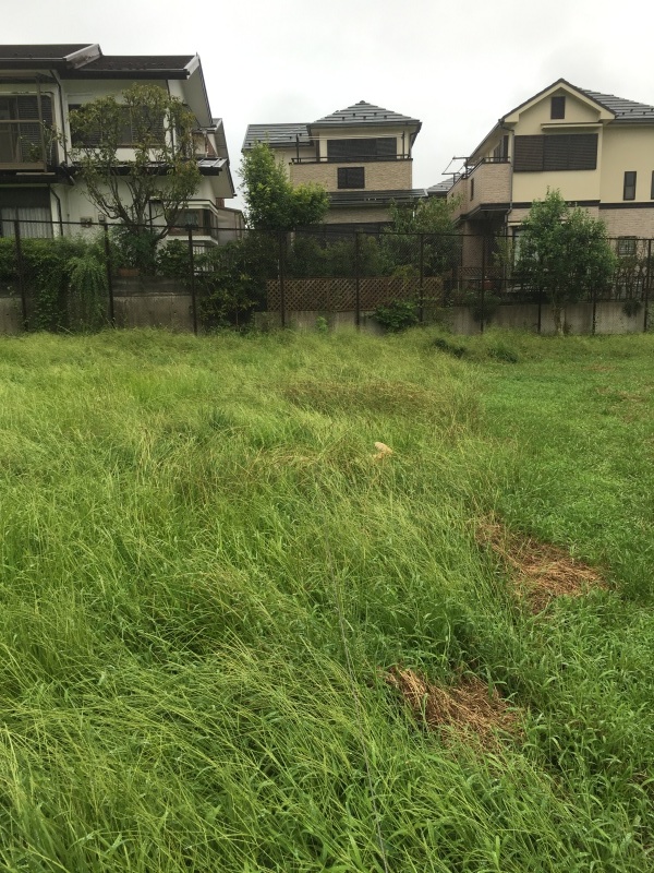 草むら_b0275998_15135369.jpeg