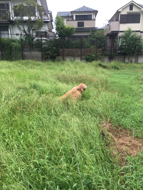 草むら_b0275998_15142095.jpeg