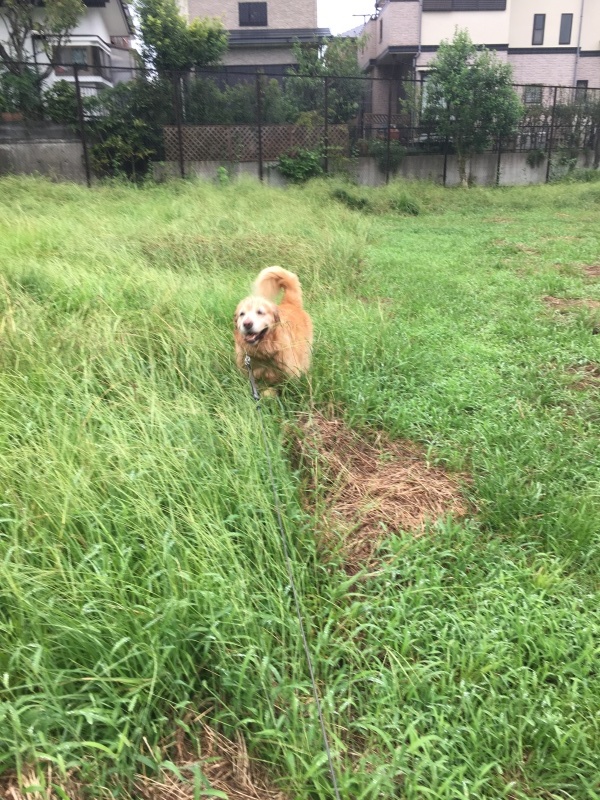 草むら_b0275998_15144447.jpeg