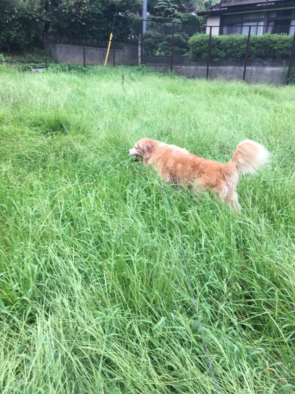 草むら_b0275998_15150914.jpeg