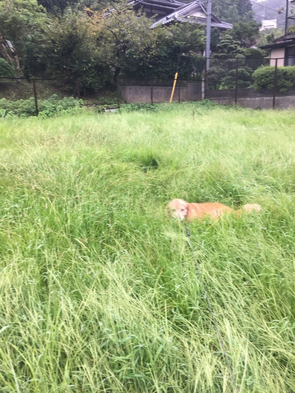 草むら_b0275998_15153248.jpeg