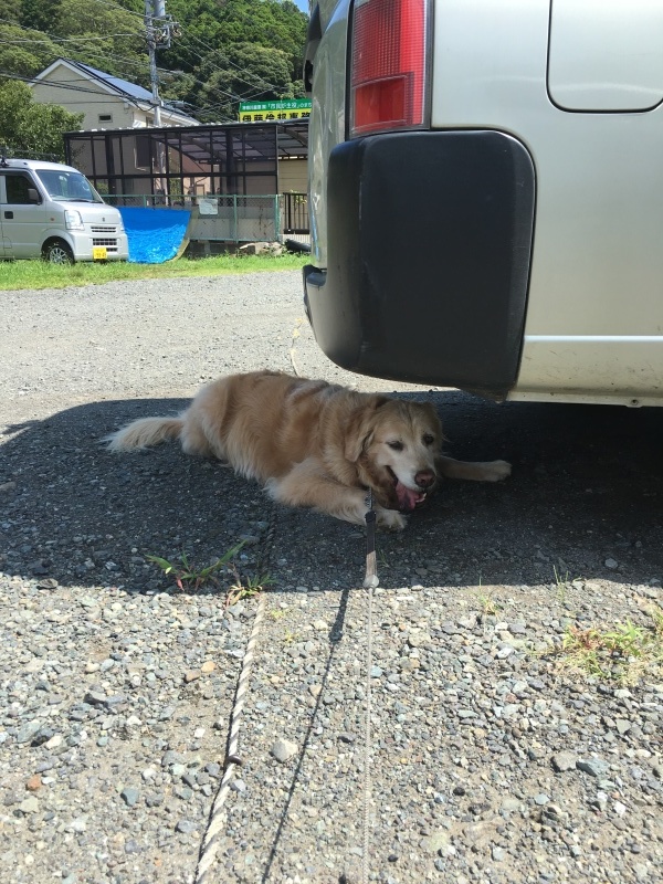 草むら_b0275998_15164835.jpeg