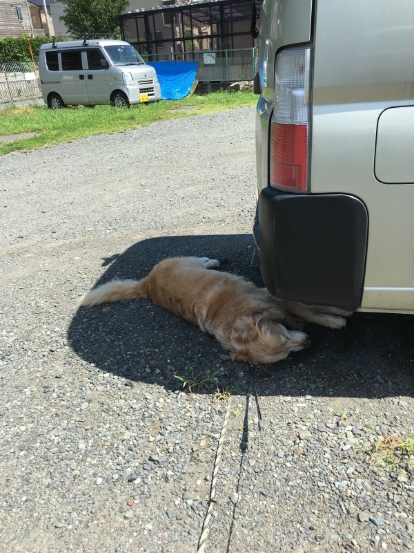 草むら_b0275998_15171693.jpeg