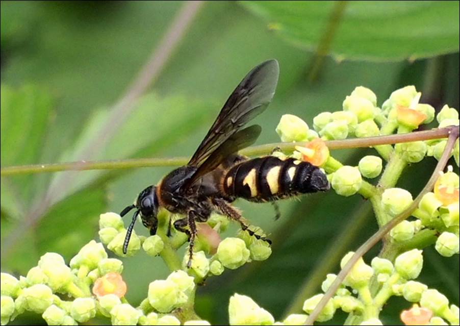 ハチの標本 黒と黄色 約15cm ハチの標本 黒と黄色 約15cm 【公式通販】