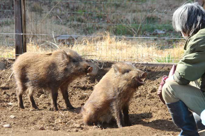 イノシシ姉妹「りんご&さくら」のお食事TIME(井の頭自然文化園)【後編】_b0355317_22081283.jpg