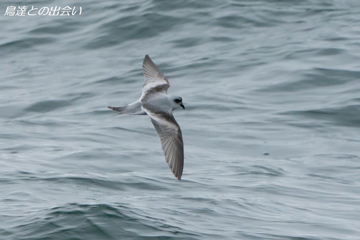 千島列島バードスペシャル（１５）　ハイイロウミツバメ・・・Fork-tailed Storm Petrel_e0139623_21035647.jpg