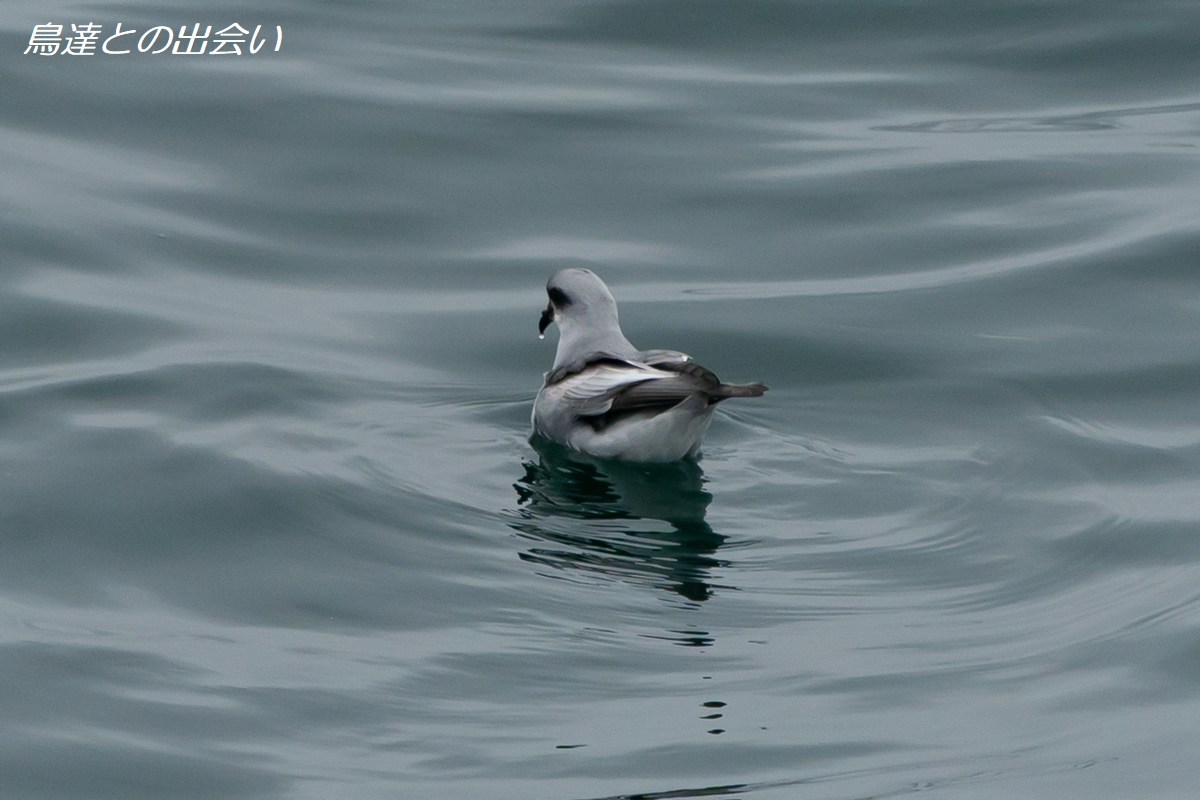 千島列島バードスペシャル（１５）　ハイイロウミツバメ・・・Fork-tailed Storm Petrel_e0139623_21040695.jpg