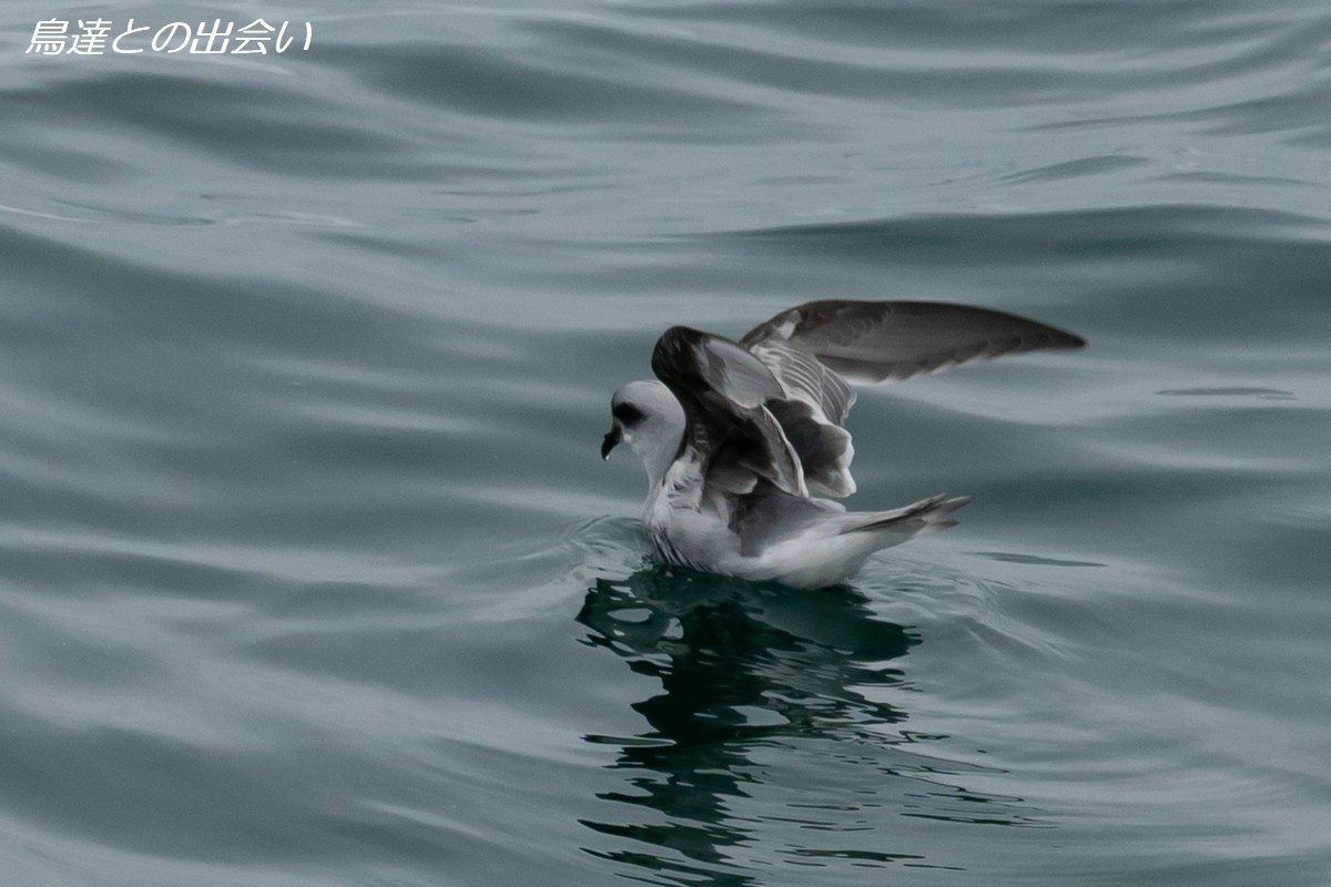 千島列島バードスペシャル（１５）　ハイイロウミツバメ・・・Fork-tailed Storm Petrel_e0139623_21041676.jpg