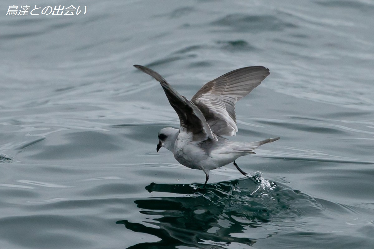 千島列島バードスペシャル（１５）　ハイイロウミツバメ・・・Fork-tailed Storm Petrel_e0139623_21042482.jpg