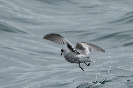 千島列島バードスペシャル（１５）　ハイイロウミツバメ・・・Fork-tailed Storm Petrel_e0139623_21052856.jpg