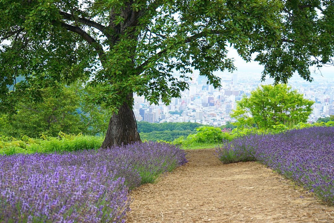 2019年度ラベンダー園、営業終了のお知らせ_c0138327_22485108.jpeg