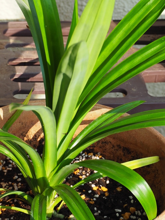 暑さはまかせなさい パンダンリーフ やまぼうし