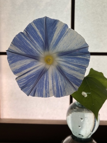 朝顔の季節_a0197730_13173222.jpeg