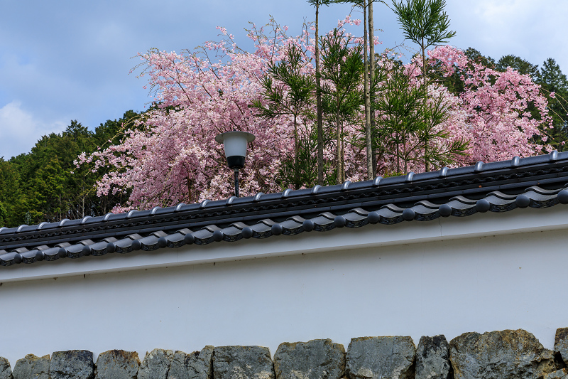 桜咲く京都2019　枝垂れ桜の宝泉寺_f0155048_23395834.jpg