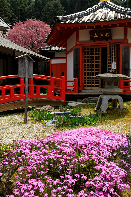 桜咲く京都2019　枝垂れ桜の宝泉寺_f0155048_23401267.jpg